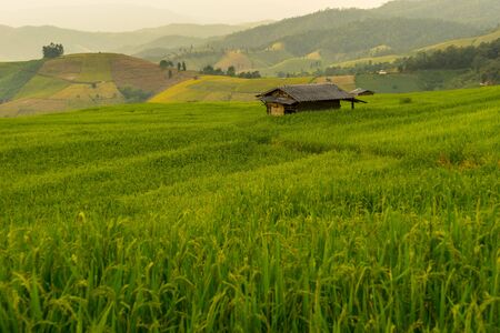 Greeny rice terrace field, Chiang Mai, Thailandの写真素材