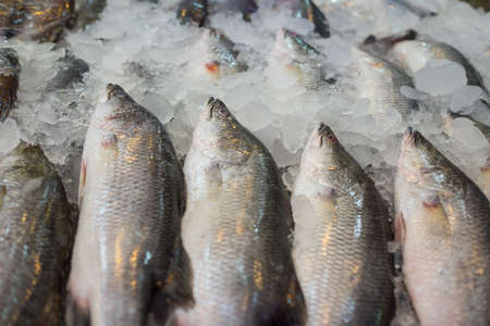 Sea bass at seafood market, Thailandの写真素材