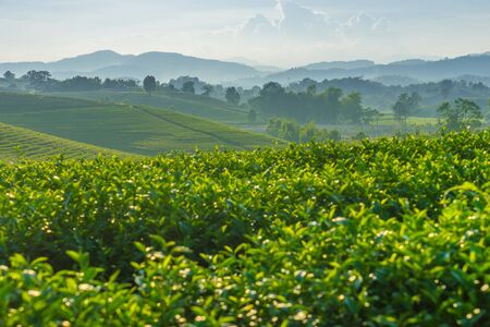 Green tea farm on hill, Chiang Rai, Thailand, Asia