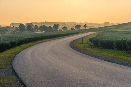 Curve of small road in Green tea farm, Chiang Rai, Thailand, Asiaの写真素材
