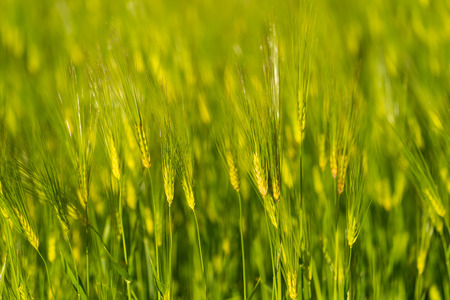 Barley grain is used for flour,bread,  beer, some whiskeys, some vodkas, and animal fodder, India