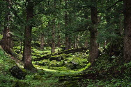 Pine tree forest, fern and moss covered floor, natural atmosphere, Pin Bhaba trek in Indiaの写真素材