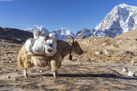 White Yak carrying mountaineering stuff in Everest base camp trekking route, Himalaya mountain range in Nepal, Asiaの写真素材