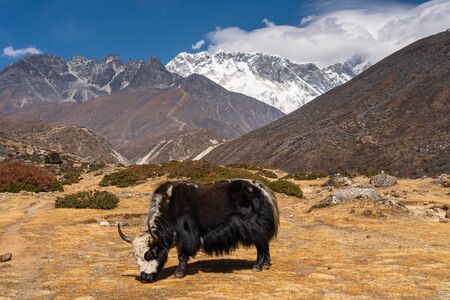 Black Yak in Everest region, Himalaya mountains range in Nepal, Asiaの写真素材