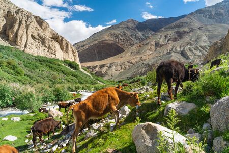 Cows eating in Nubra valley in summer season, Ladakh region, north India, Asiaの写真素材