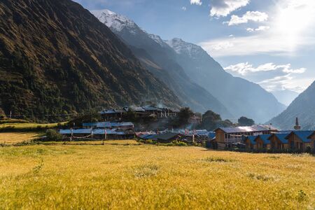 Barley rice paddy in Lho village in Manaslu circuit trekking route, Himalaya mountains range in Nepal, Asiaの写真素材