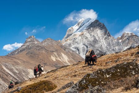 Black Yaks walking on hill in Everest base camp trekking route, Himalaya mountains range in Nepal, Asiaの写真素材