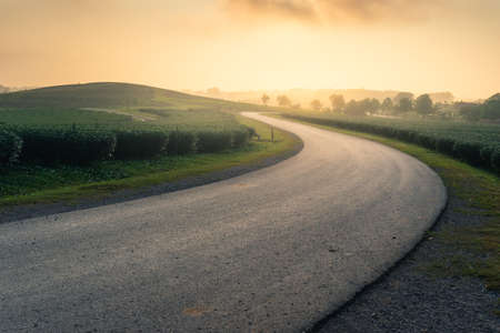Countryside asphalt road curve surrounded by green tea plantation on hill in a beautiful morning sunrise, Chiang Rai province, Thailand, Asiaの写真素材