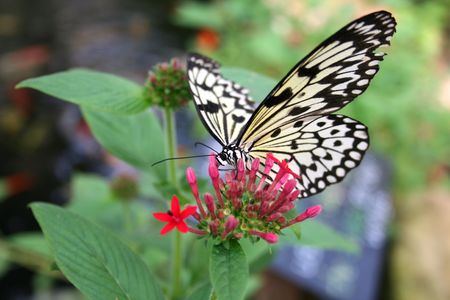 Butterfly perched on a pink blossom