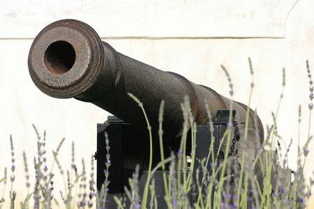 Antique canon fronted by a bed of lavender