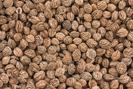 Background collection of highly textured apricot pips.