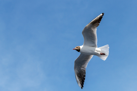 Wingspan of seagull in rapid flight on background of clear skyの写真素材