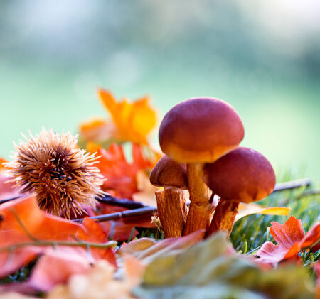 Close Up of Mushrooms Growing Amongst Autumn Foliage