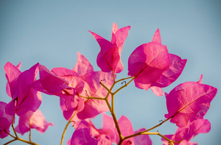 Beautiful fresh magenta colored bougainvillea flowers against a sunny blue sky conceptual of a...