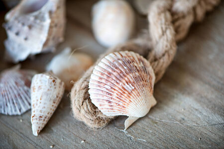 Maritime still life with seashells and old rope