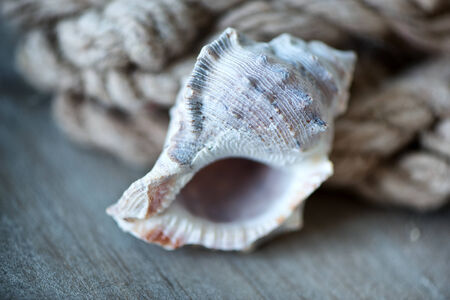 Maritime still life with seashell and old ropeの写真素材