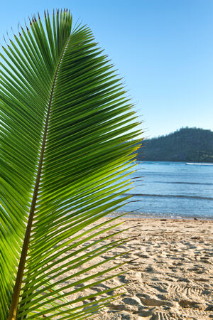 Palm Frond in front of View of South Beach, Port Launay, Seychellesの写真素材