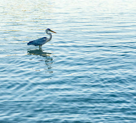 Side View of Grey Heron Standing in Water in Marine Park, Port Launay, Seychellesの写真素材