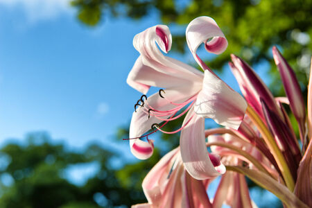 Close Up Nature Detail of Profile of Pink Lily in Bloomの写真素材
