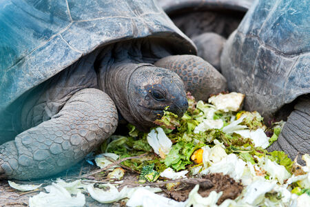 Giant Tortoise feeding on Aldabra atoll in the Seychelles munching on fresh flowers and leavesの写真素材