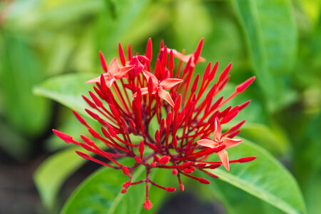 Close up Beautiful Tropical Red Ixora or Santan Flower Plant with Green Leaves at the Garden.の写真素材
