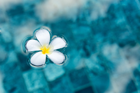 Single Serene Plumeria Flower Floating on Clear Blue Water as Seen from Aboveの写真素材