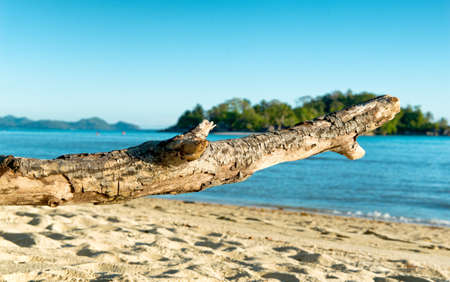 Large Piece of Driftwood Tree Branch on Beach at Port Launay, Seychellesの写真素材