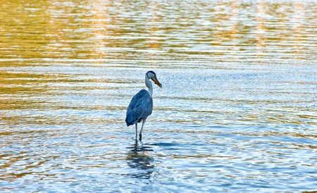 Side View of Grey Heron Standing in Water in Marine Park, Port Launay, Seychellesの写真素材