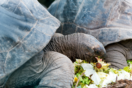 Giant Tortoise feeding on Aldabra atoll in the Seychelles munching on fresh flowers and leavesの写真素材