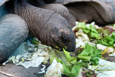 Giant Tortoise feeding on Aldabra atoll in the Seychelles munching on fresh flowers and leavesの写真素材