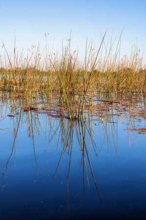 Grass in a riverの写真素材