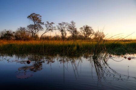 Grass at a river