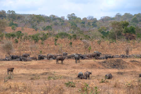 Buffalos in Zimbabwe, Africaの写真素材
