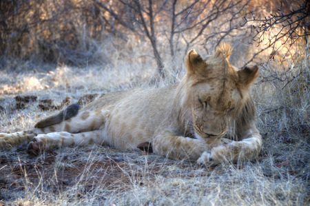 Lion lying on grass in Zimbabwe, Africaの写真素材