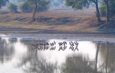 Flamingos standing in waterの写真素材