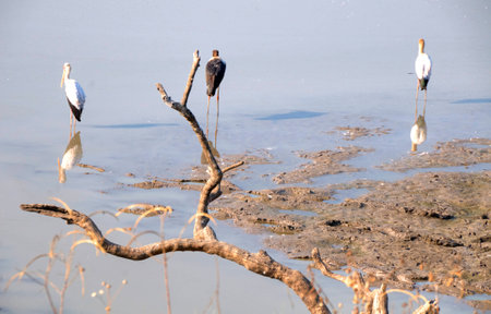 Flamingos standing in waterの写真素材