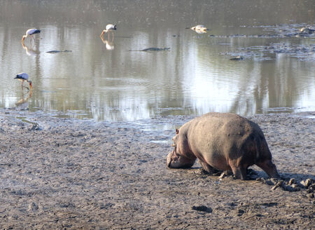 Hippo walking in the mudの写真素材