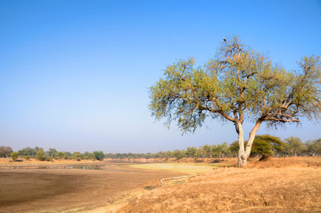 Landscape of the field in Africaの写真素材