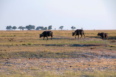 Buffalos walking in Chobe National Park, Botswana, Africaの写真素材