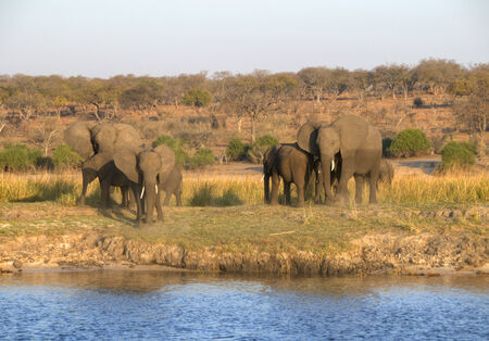 Elephants in Chobe National Park, Botswana, Africaの写真素材