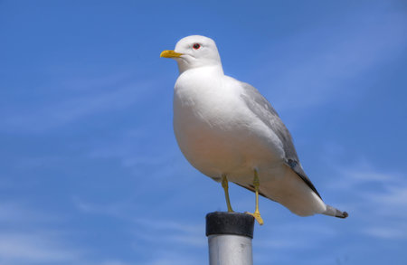 Seagull close upの写真素材