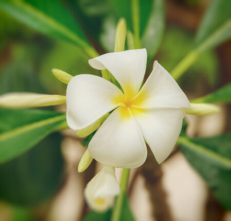 Closeup of a plumeria blossomの写真素材