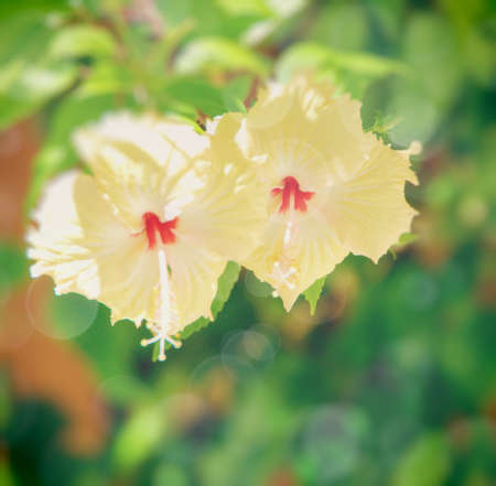 Closeup of a hibiscus blossomの写真素材