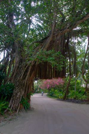 Man riding bicycle in forest on Maldive Islandsの写真素材