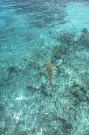 Shark swimming in Indian ocean, Maldive Islandsの写真素材