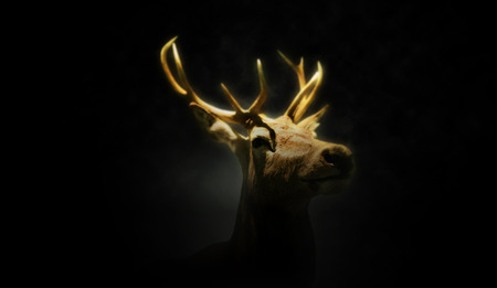 Close up of the head of a wild buck or stag in the darkness illuminated by a glowing light shining on its antlersの写真素材