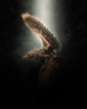 Golden Eagle Flying with Extended Wings Under Bright Spotlight with Dark Backgroundの写真素材