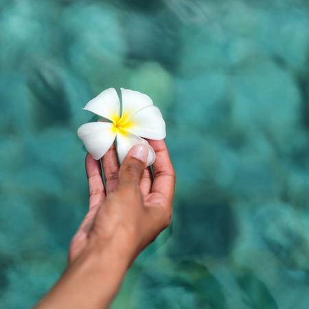 Close up Human Hand Holding Attractive Fresh White Plumeria Flower from Seychelles on a Blue Green Water Background.の写真素材