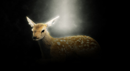 Panoramic of Baby Deer Fawn Illuminated in Spotlight on Dark Backgroundの写真素材