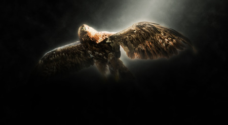 Panoramic Low Angle View of Golden Eagle Flying Illuminated with Bright Spotlight on Dark Backgroundの写真素材